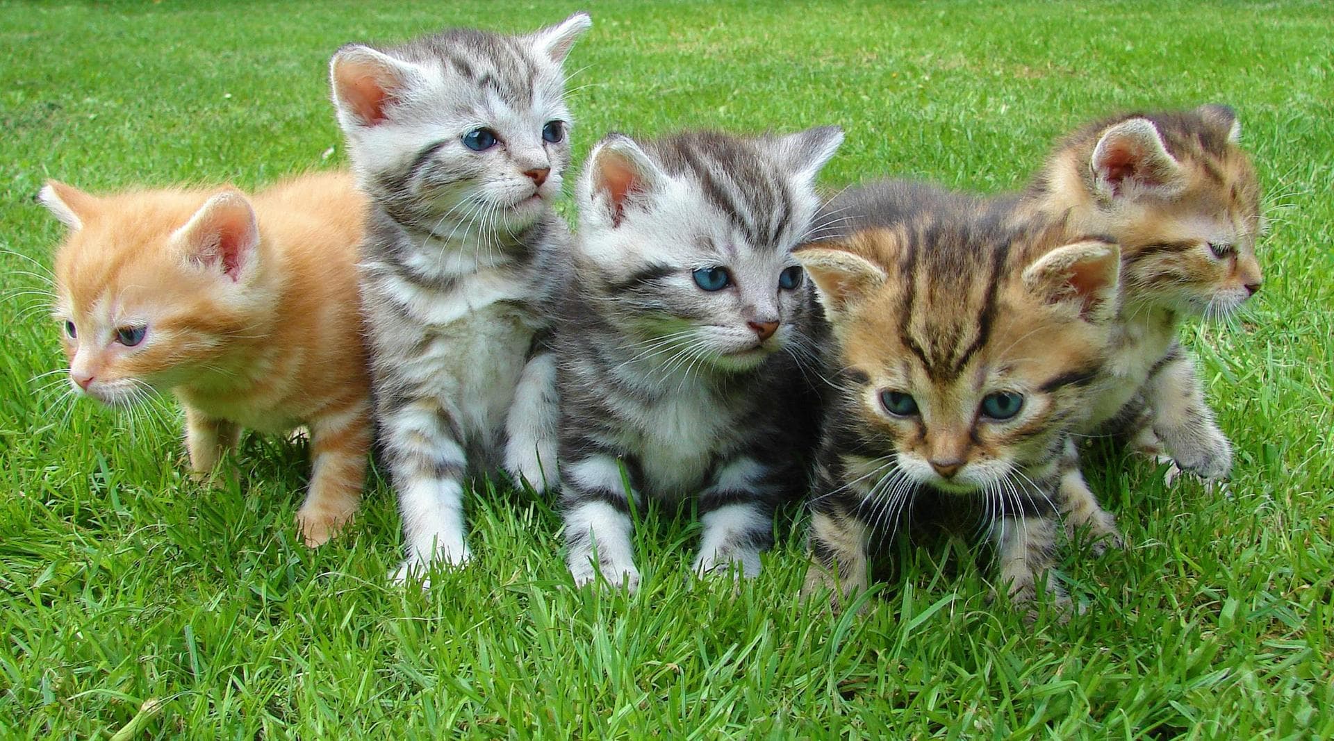 Dog & Cat Vets in Dayton
